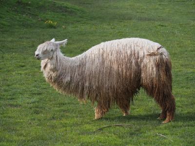 Either a Lama or a mix between Alpaca and Lama.